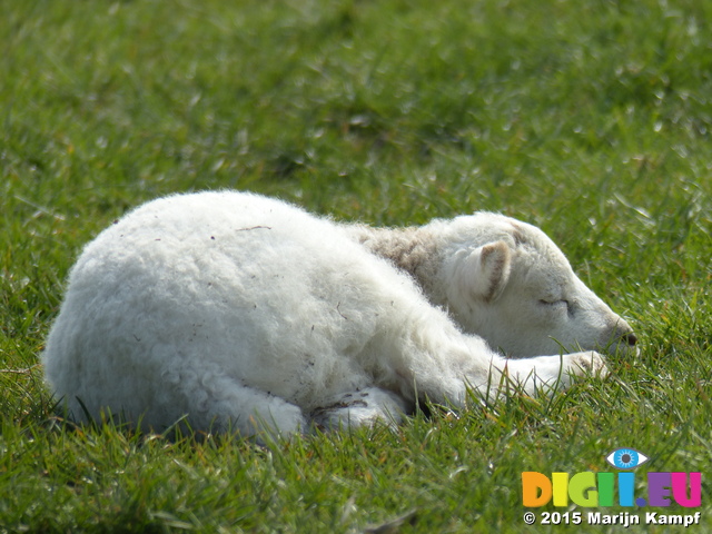 FZ012243 Sleeping lamb